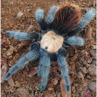 Спокойний паук птицеед для начинающих Brachypelma albiceps самки L10