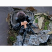 Спокойний паук птицеед для начинающих Brachypelma albiceps самки L10